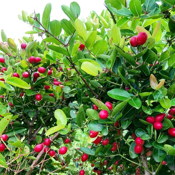 Sweet_Karunda(Karamcha)_Fruit_Plant_Live_Plant_For_Home_Garden