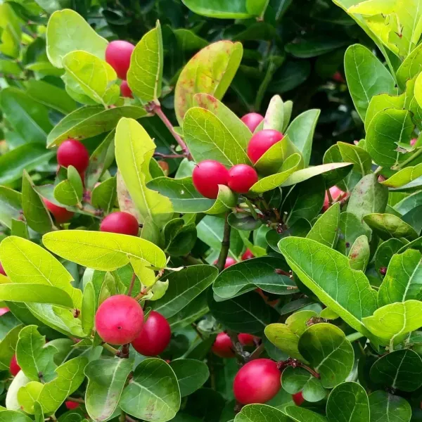 Sweet_Karunda(Karamcha)_Fruit_Plant_Live_Plant_For_Home_Garden