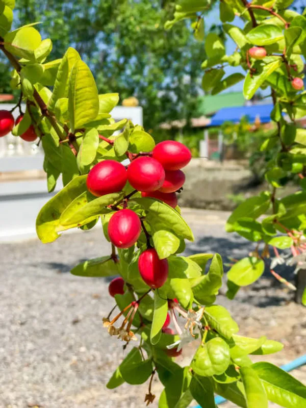 Sweet_Karunda(Karamcha)_Fruit_Plant_Live_Plant_For_Home_Garden
