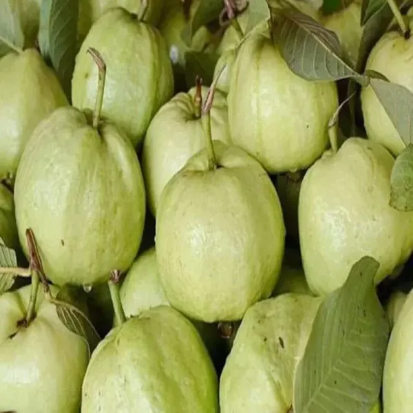 Thai_7_Guava_Fruit_Plant_For_Home_Garden