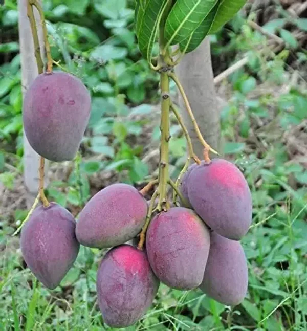 Thai_All_Time_Mango_Grafted_Plant_Live_Plant_For_Home_Garden