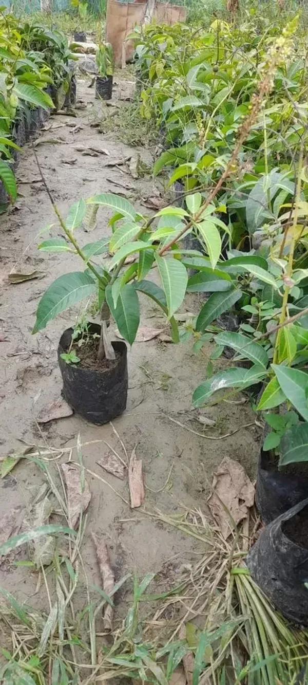 Thai_All_Time_Mango_Grafted_Plant_Live_Plant_For_Home_Garden