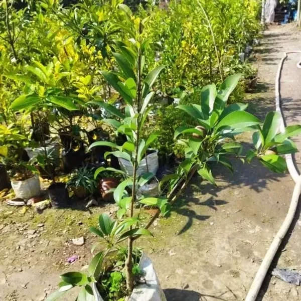 Thai_Chikoo_Grafted_Fruit_Plant_Plant_For_Home_Garden