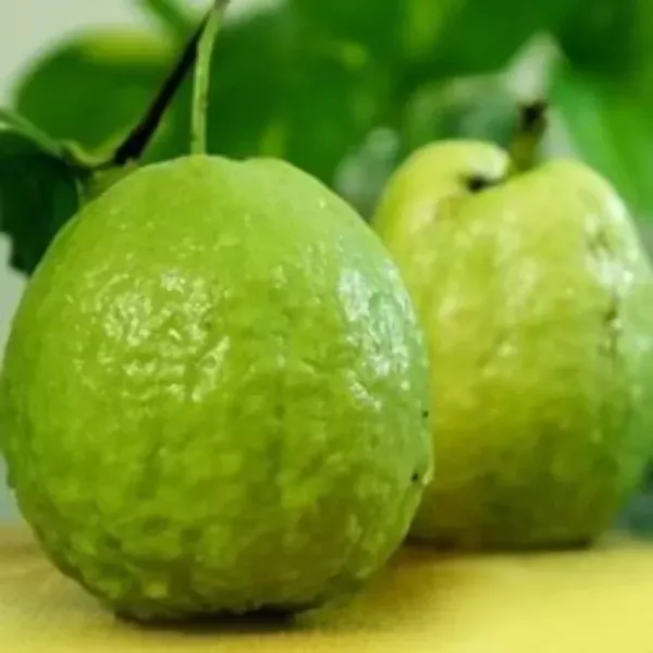Thai_Kg_Guava_Fruit_Pant_For_Home_Garden