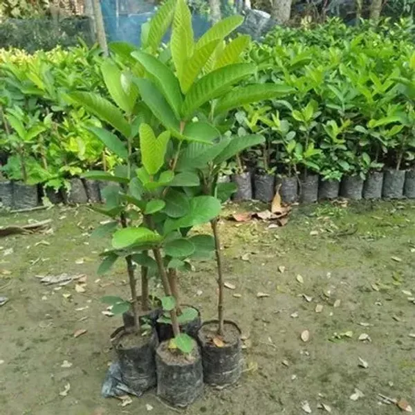Thai_Kg_Guava_Fruit_Pant_For_Home_Garden