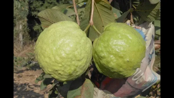 Thai_Kg_Guava_Fruit_Pant_For_Home_Garden