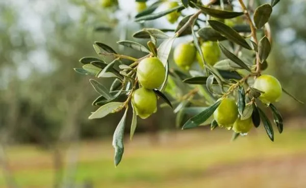 Thai_Olive_Grafted_Fruit_Plant_Live_Plant_For_Home_Garden