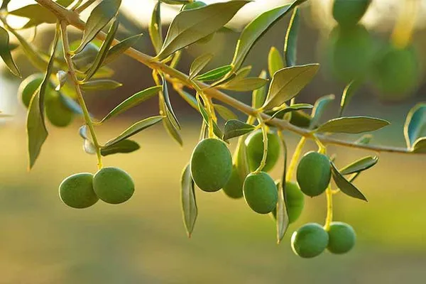 Thai_Olive_Grafted_Fruit_Plant_Live_Plant_For_Home_Garden