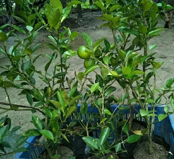 Thai_Patti_Lemon_Fruit_Plant_For_Home_Garden
