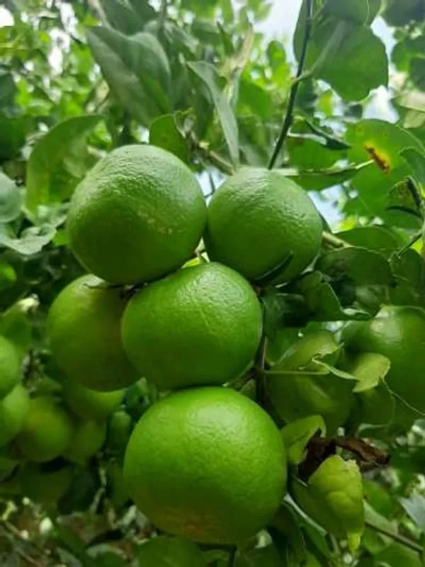 Thai_Patti_Lemon_Fruit_Plant_For_Home_Garden