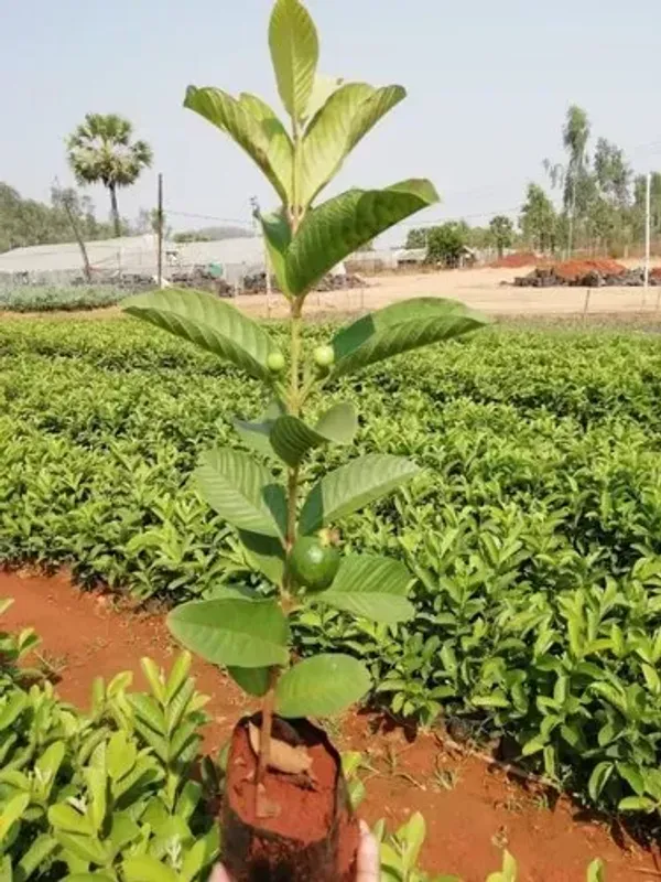 Thai_Pink_Guava_Fruit_Plant_Live_Plant_For_Home_Garden