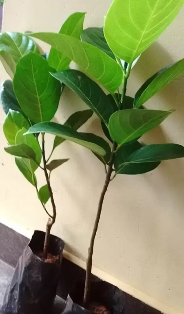 Thai_Pink_Jackfruit_Grafted_Fruit_Plant_Live_Plant_For_Home_Garden