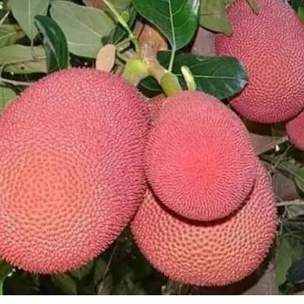 Thai_Pink_Jackfruit_Grafted_Fruit_Plant_Live_Plant_For_Home_Garden