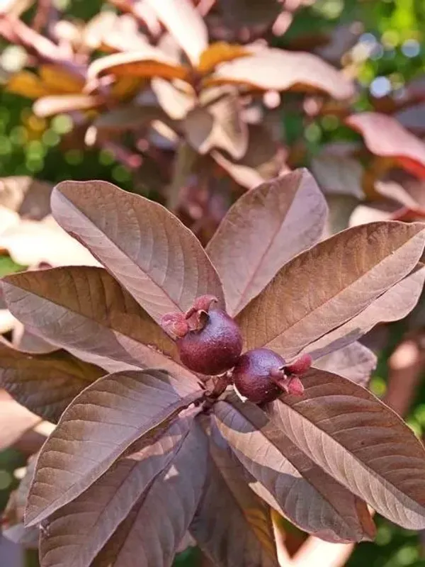 Thai_Red_Guava_Fruit_Plant_Live_Plant_For_Home_Garden