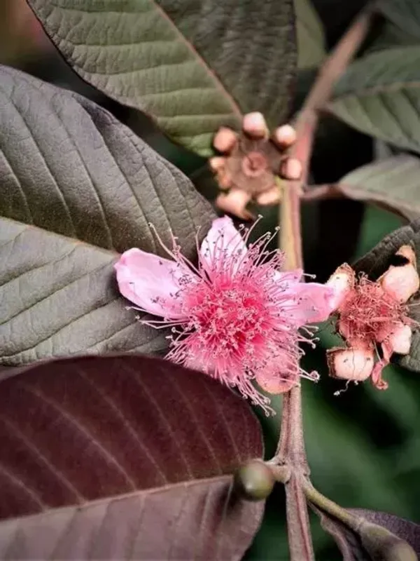 Thai_Red_Guava_Fruit_Plant_Live_Plant_For_Home_Garden