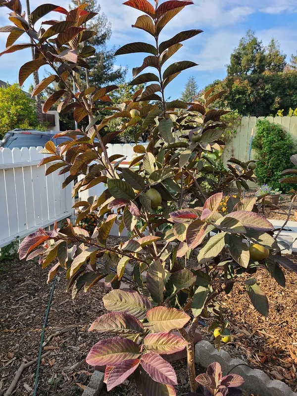 Thai_Red_Guava_Fruit_Plant_Live_Plant_For_Home_Garden