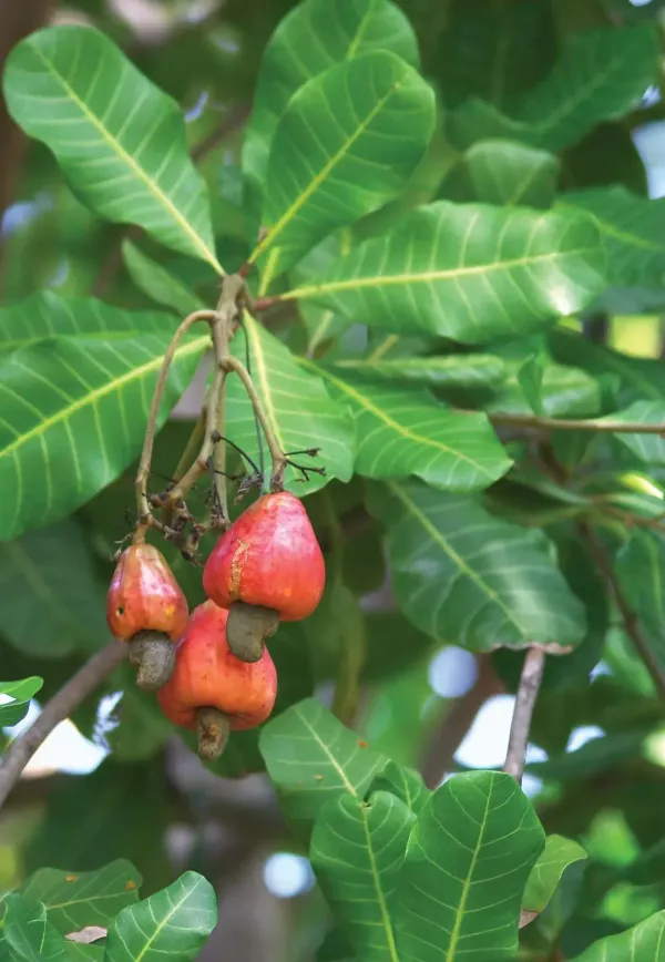 Thai_Variety_Cashew_Plant(Kaju)_Live_Plant_For_Home_Garden
