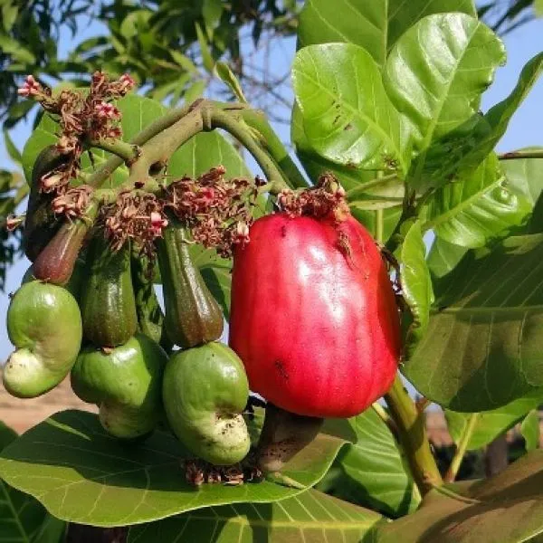 Thai_Variety_Cashew_Plant(Kaju)_Live_Plant_For_Home_Garden