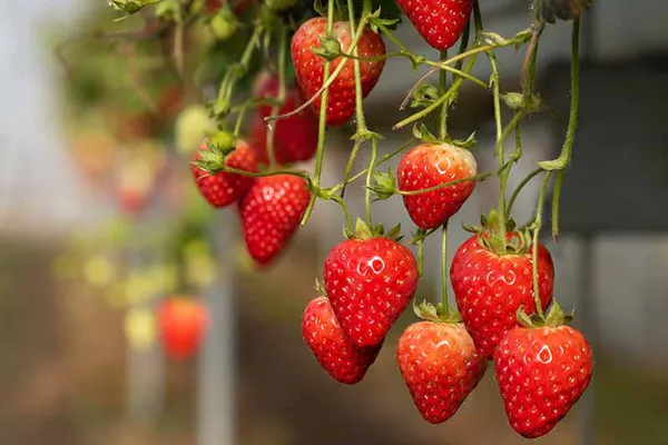 Thai_Variety_Strawberries_Fruit_Plant_Live_Plant_For_Home_Garden