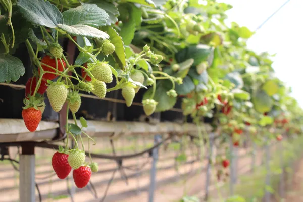 Thai_Variety_Strawberries_Fruit_Plant_Live_Plant_For_Home_Garden
