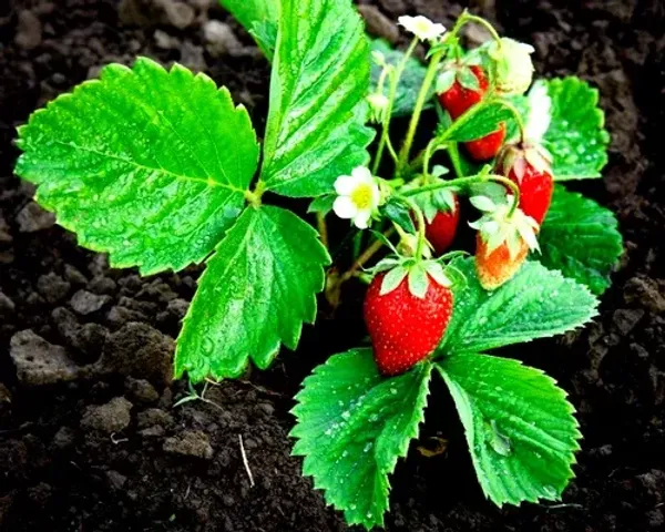 Thai_Variety_Strawberries_Fruit_Plant_Live_Plant_For_Home_Garden