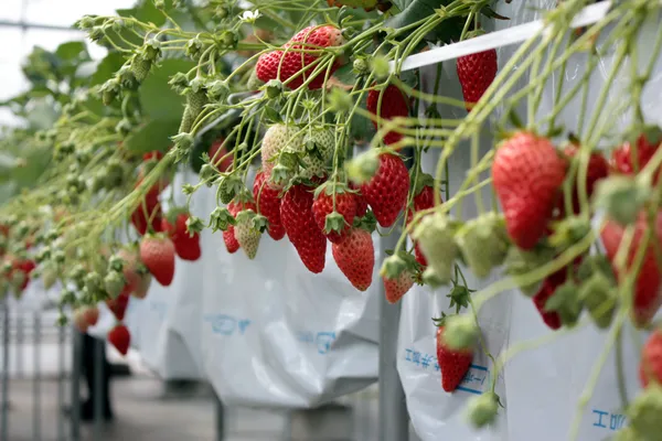 Thai_Variety_Strawberries_Fruit_Plant_Live_Plant_For_Home_Garden