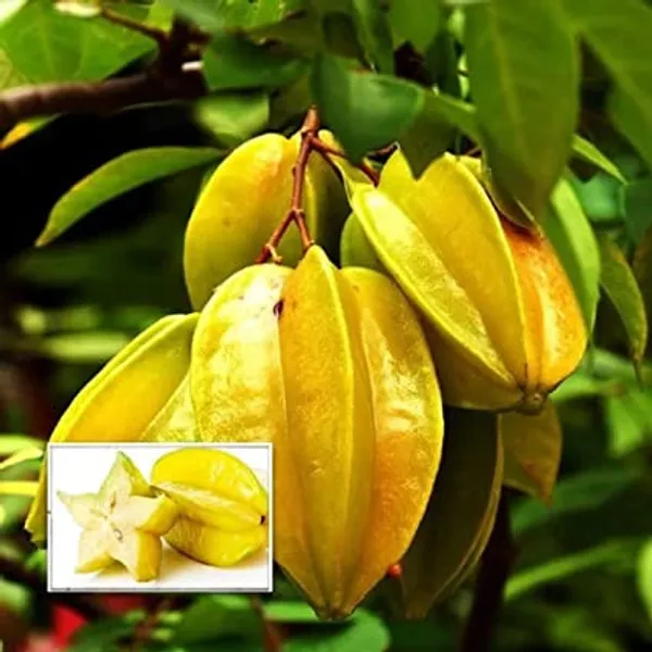 Thai_Star_Fruit_Plant_Live_Plant_For_Home_Garden