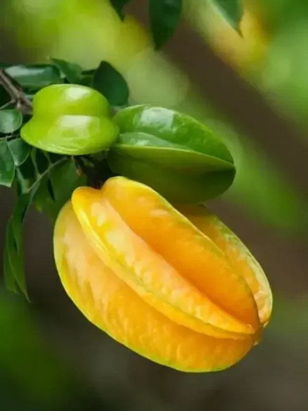 Thai_Star_Fruit_Plant_Live_Plant_For_Home_Garden