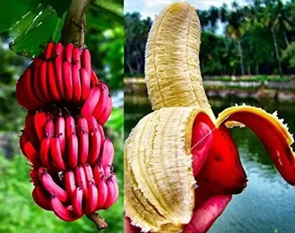 Tissu_Cultures_Red_Banana_Fruit_Plant_Live_Plant_For_Home_Garden