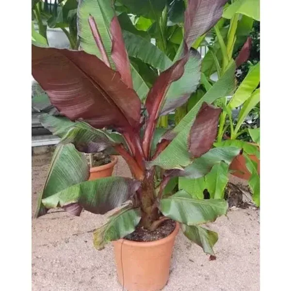 Tissu_Cultures_Red_Banana_Fruit_Plant_Live_Plant_For_Home_Garden