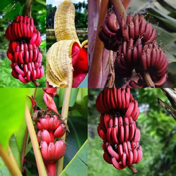 Tissu_Cultures_Red_Banana_Fruit_Plant_Live_Plant_For_Home_Garden