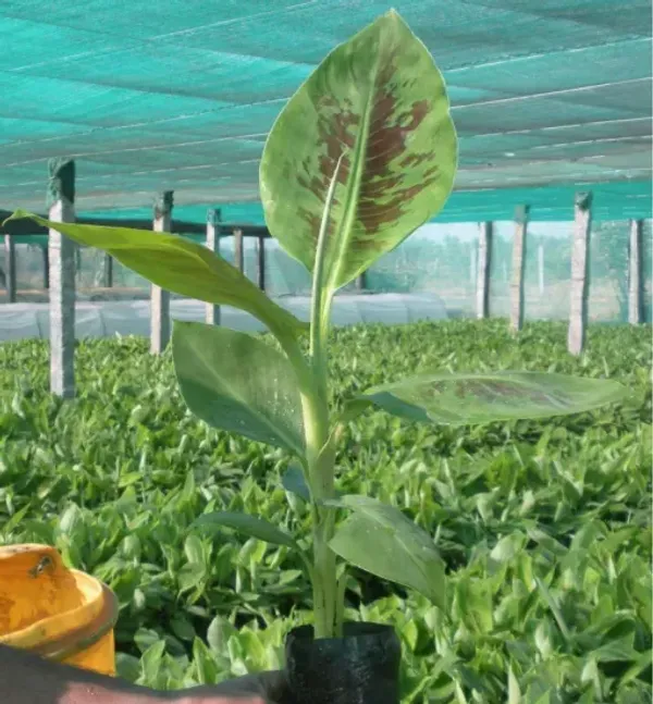 Tissu_Culture_Banana_Fruit_Plant_For_Home_Garden