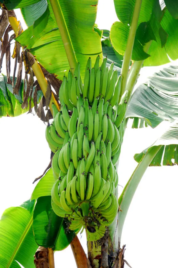 Tissu_Culture_Banana_Fruit_Plant_For_Home_Garden