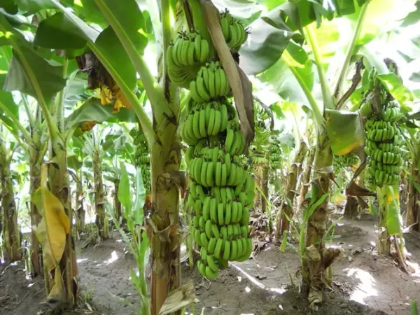 Tissu_Culture_Banana_Fruit_Plant_For_Home_Garden