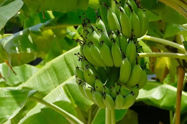 Tissu_Culture_Banana_Fruit_Plant_For_Home_Garden