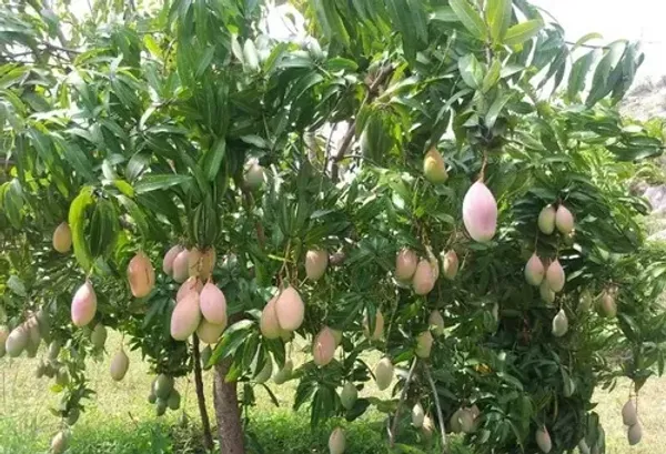 Totapuri_Grafted_Mango_Plant_Live_Plant_For_Home_Garden