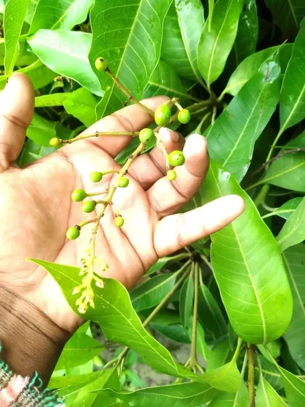 Vastara_Grafted_Mango_Plant_Live_Plant_For_Home_Garden