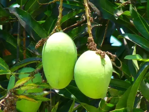 Vastara_Grafted_Mango_Plant_Live_Plant_For_Home_Garden