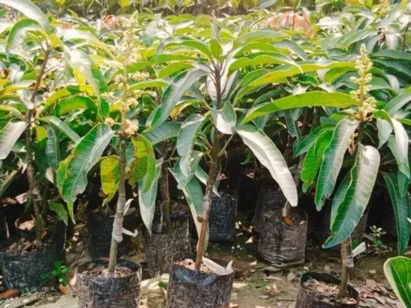 Vastara_Grafted_Mango_Plant_Live_Plant_For_Home_Garden