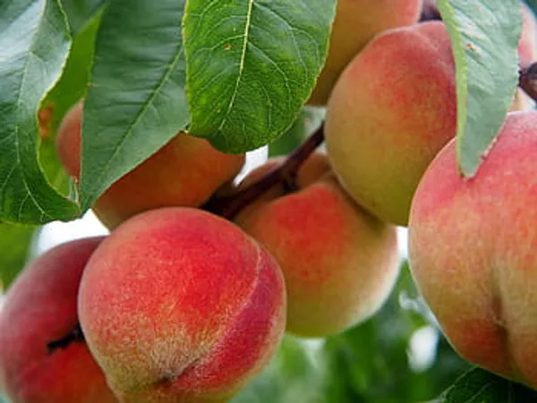 Velvet_Apple_Fruit_Plant_For_Home_Garden