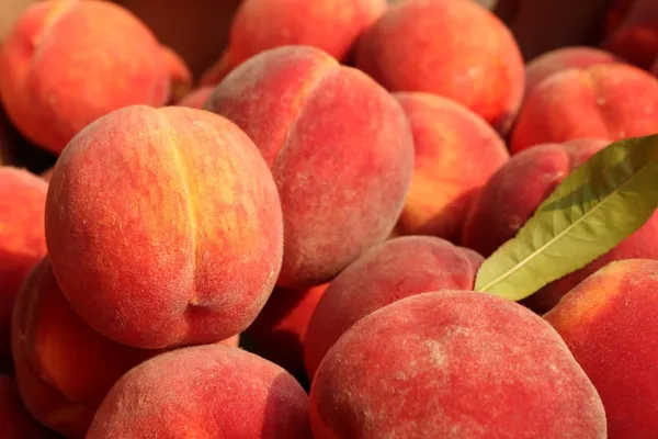 Velvet_Apple_Fruit_Plant_For_Home_Garden