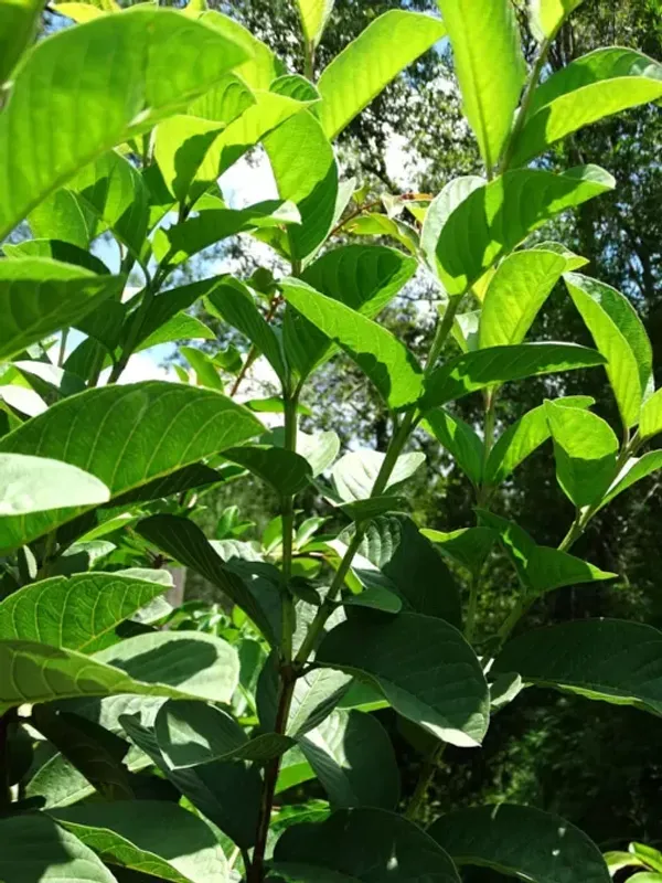 Vietnam_All_Time_Guava_Fruit_Plant_Live_Plant_For_Home_Garden