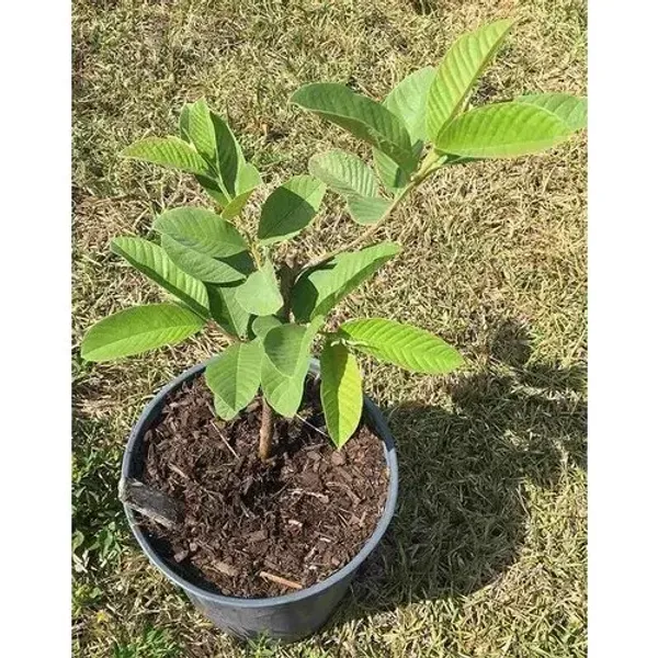 Vietnam_All_Time_Guava_Fruit_Plant_Live_Plant_For_Home_Garden