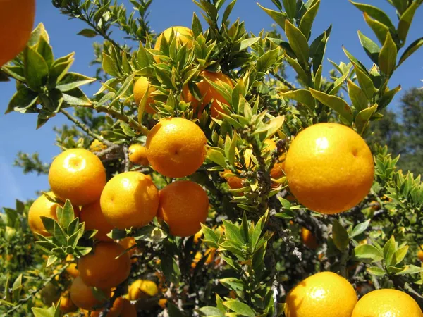 Vietnam_All_Time_Malta_Fruit_Plant_Live_Plant_For_Home_Garden