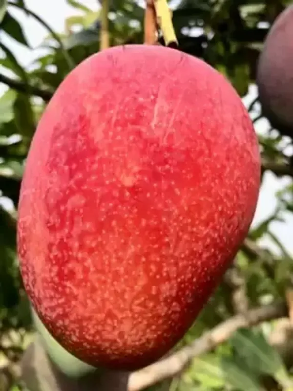 Vietnam_All_Time_Grafted_Mango_Plant_Live_Plant_For_Home_Garden