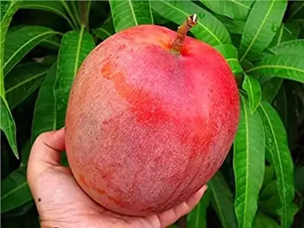 Vietnam_All_Time_Grafted_Mango_Plant_Live_Plant_For_Home_Garden
