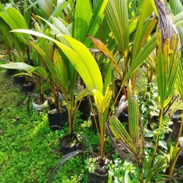 Vietnam_Hybrid_Coconut_Plant_For_Home_Garden