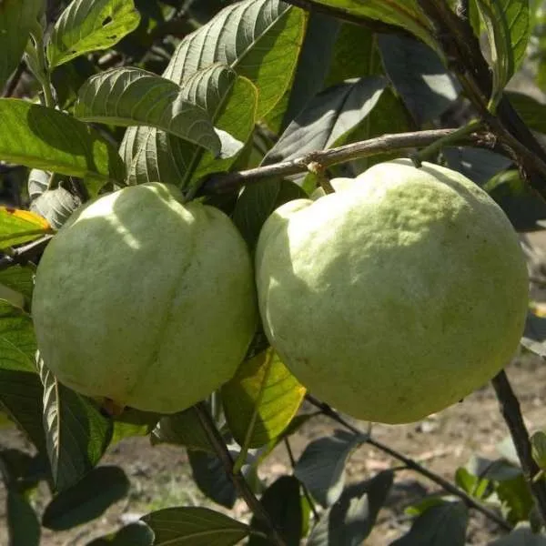 Vnr_Guava_Fruit_Plant_Live_Plant_For_Home_Garden