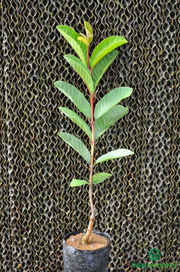 Vnr_Guava_Fruit_Plant_Live_Plant_For_Home_Garden
