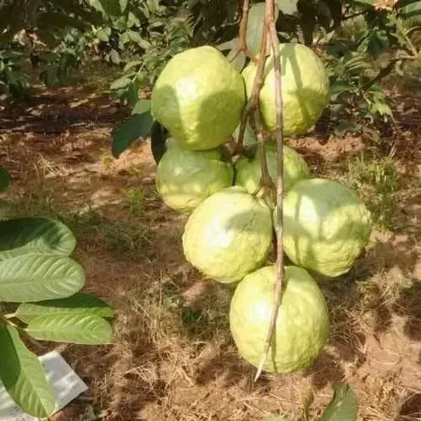 Vnr_Guava_Fruit_Plant_Live_Plant_For_Home_Garden